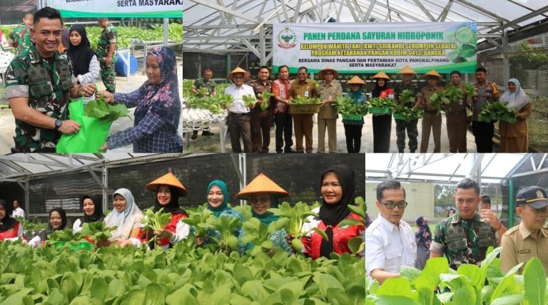Menjaga Ketahanan Pamgan, Dandim 0413/Bangka Panen Sayur Hidroponik