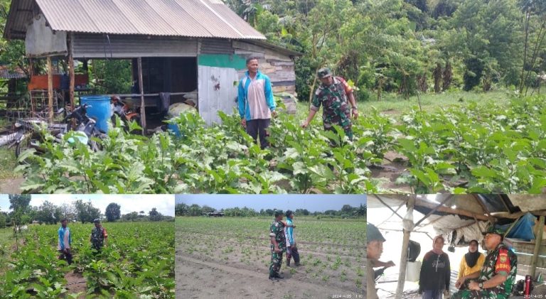 Babinsa Koramil 413-07/Koba Dampingi Petani Terong Warga Binaan