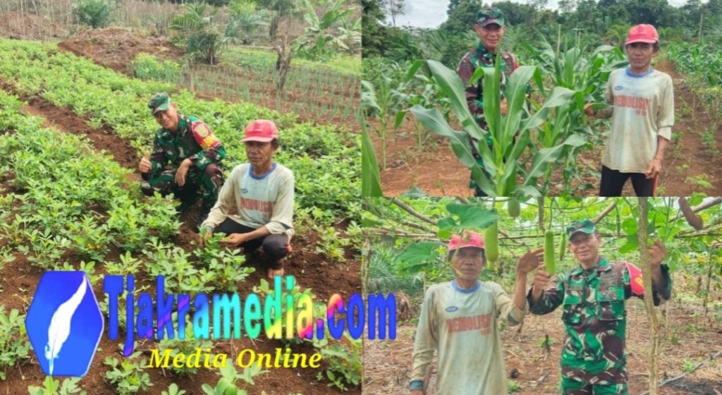 Dukung Swasembada Pangan, Babinsa Koramil Sungaiselan Dampingi Petani Sayur