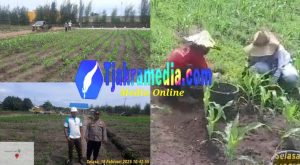 Polres Bangka Tengah Tingkatkan Lahan Produktif dengan Tanam Jagung Hibrida