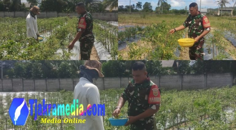 Koramil 413-07/Koba Dampingi Petani Cabe Tingkatkan Produktivitas